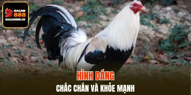 Chiến kê có thân hình tốt