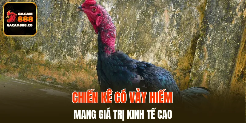 Chiến kê có vảy hiếm mang giá trị kinh tế cao