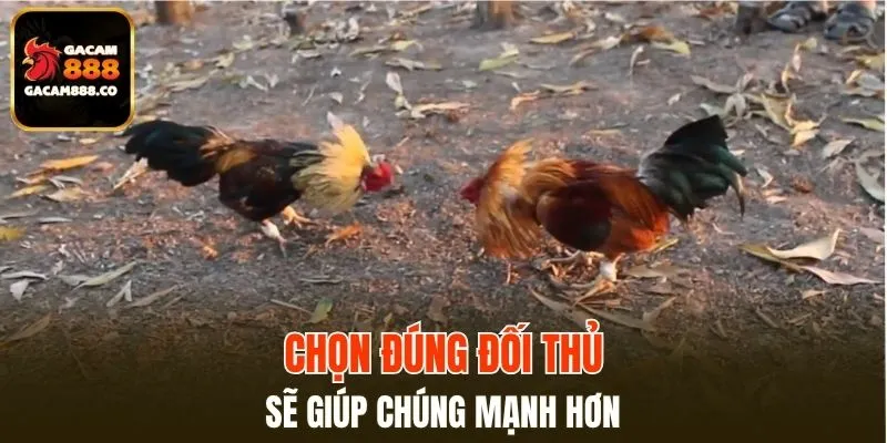 Chọn đúng đối thủ cho gà chiến sẽ giúp chúng mạnh hơn