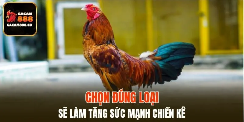 Chọn đúng loại sẽ làm tăng sức mạnh chiến kê