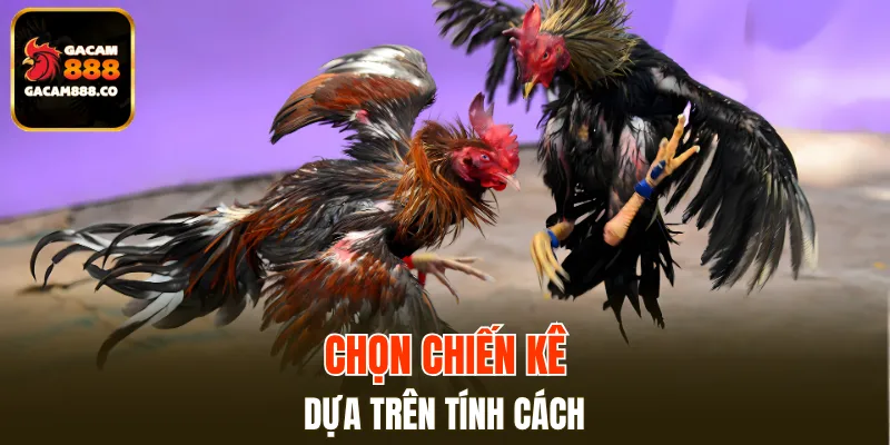 Chọn giống kê chiến cựa sắt dựa trên tính cách