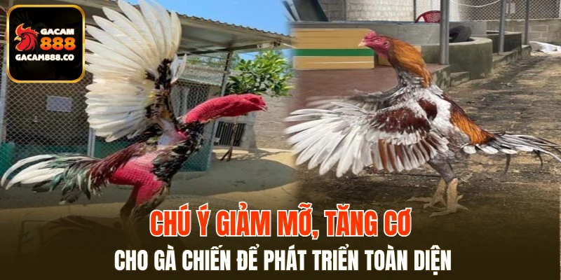 Chú ý giảm mỡ, tăng cơ cho gà chiến để phát triển toàn diện