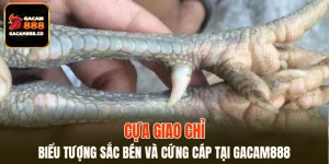 Cựa Giao Chỉ