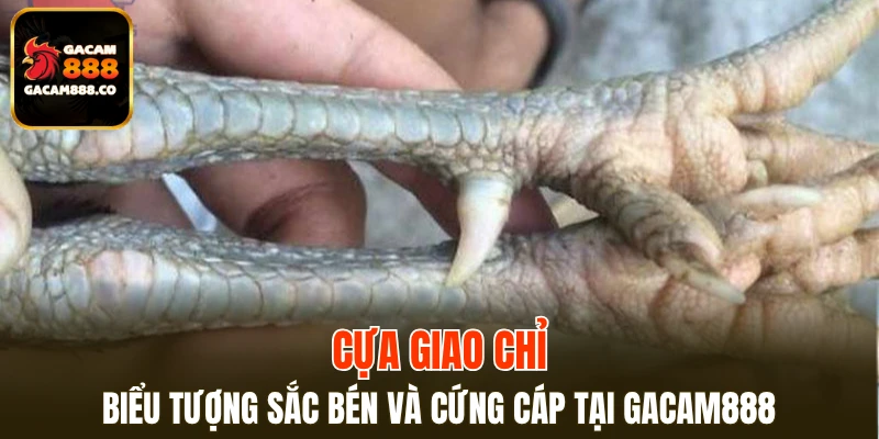 Cựa Giao Chỉ