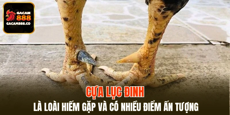 Cựa Lục Đinh là loài hiếm gặp và có nhiều điểm ấn tượng