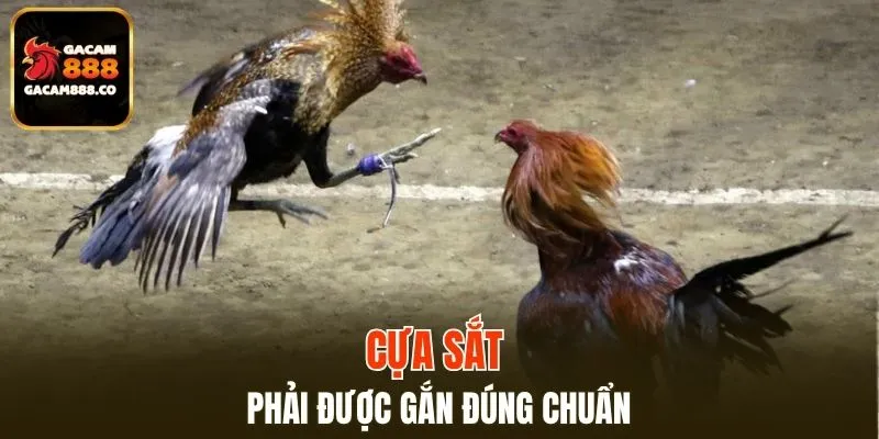 Cựa sắt phải được gắn đúng chuẩn