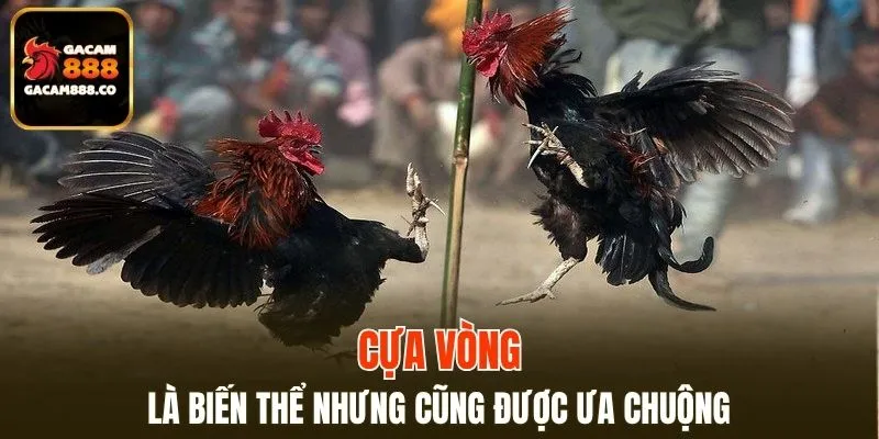 Cựa vòng là biến thể nhưng cũng được ưa chuộng