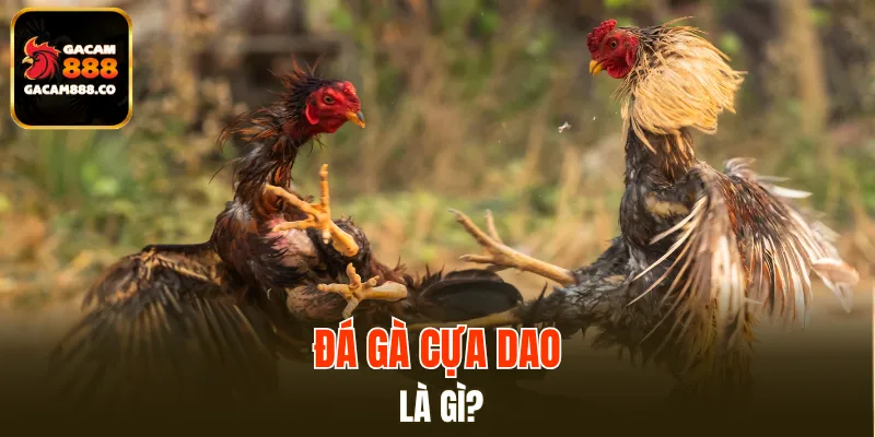Đá gà cựa dao – Hình thức giải trí đầy kích thích