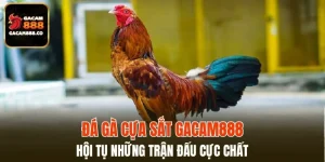 Đá Gà Cựa Sắt