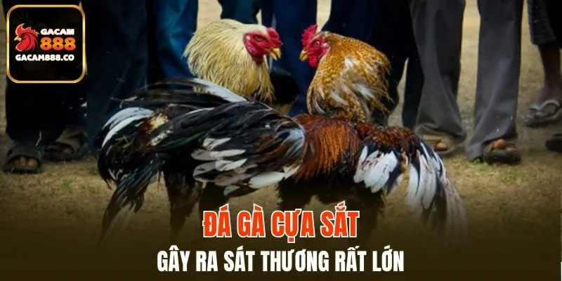 Đá gà cựa sắt gây ra sát thương rất lớn