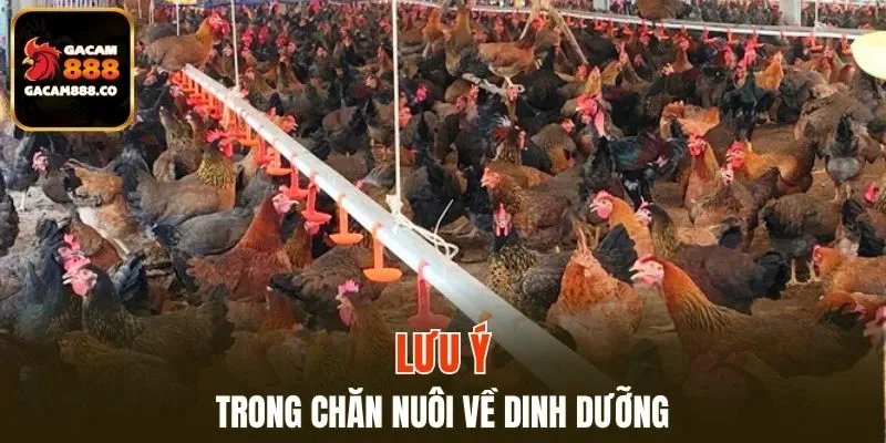 Đảm bảo chế độ ăn chất lượng