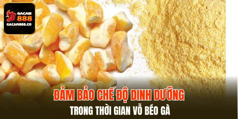 Đảm bảo chế độ dinh dưỡng trong thời gian vỗ béo gà