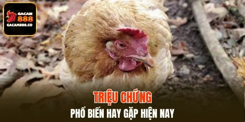 Dấu hiệu phổ biến bên trong