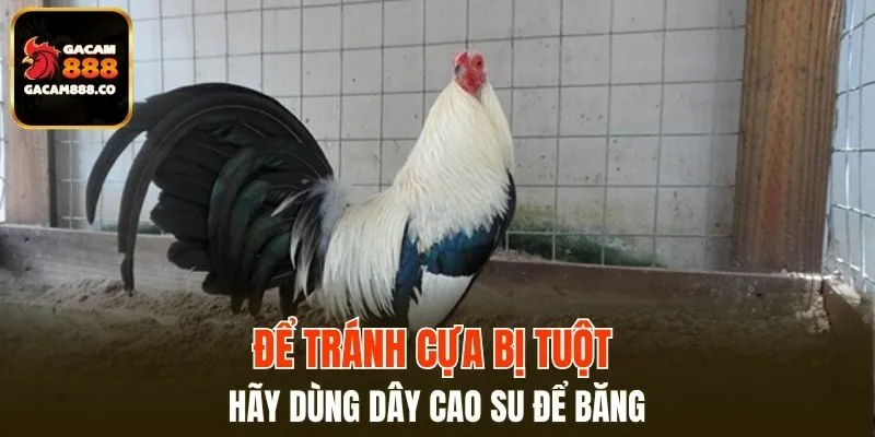 Để tránh cựa bị tuột hãy dùng dây cao su để băng