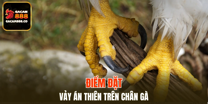 Điểm đặt vảy Án Thiên trên chân gà