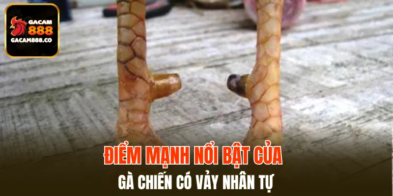Điểm mạnh nổi bật của gà chiến có vảy Nhân Tự