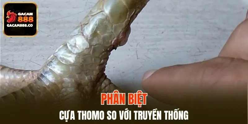 Điểm nổi bật của cựa Thomo