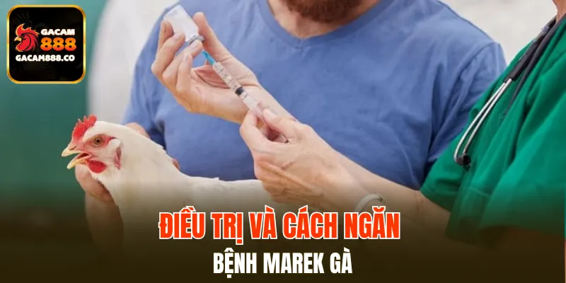 Điều trị và cách ngăn bệnh Marek gà