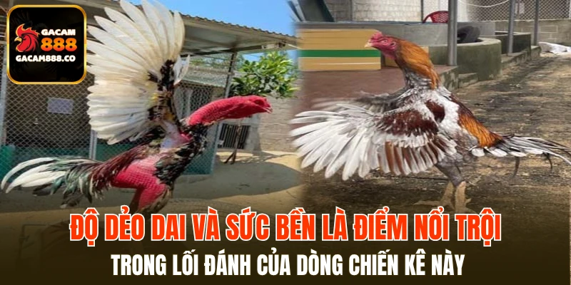 Độ dẻo dai và sức bền là điểm nổi trội trong lối đánh của dòng chiến kê này
