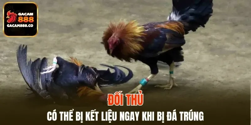 Đối thủ có thể bị kết liệu ngay khi bị đá trúng