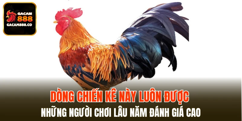 Dòng chiến kê này luôn được những người chơi lâu năm đánh giá cao