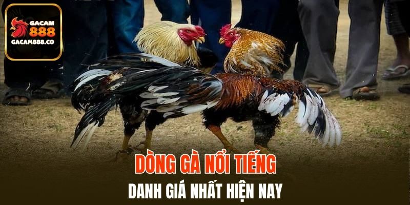 Dòng gà nổi tiếng - danh giá nhất hiện nay