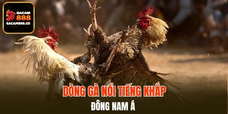 Dòng gà nổi tiếng khắp Đông Nam Á