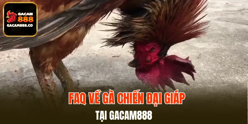 FAQ về gà chiến đại giáp tại GACAM888