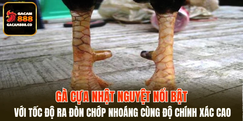 Gà cựa Nhật Nguyệt nổi bật với tốc độ ra đòn chớp nhoáng cùng độ chính xác cao