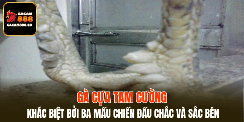 Gà cựa Tam Cường khác biệt bởi ba mấu chiến đấu chắc và sắc bén