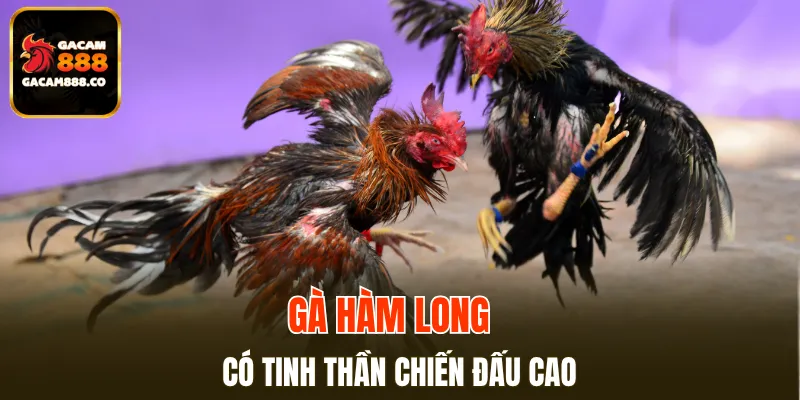 Gà Hàm Long có tinh thần chiến đấu cao