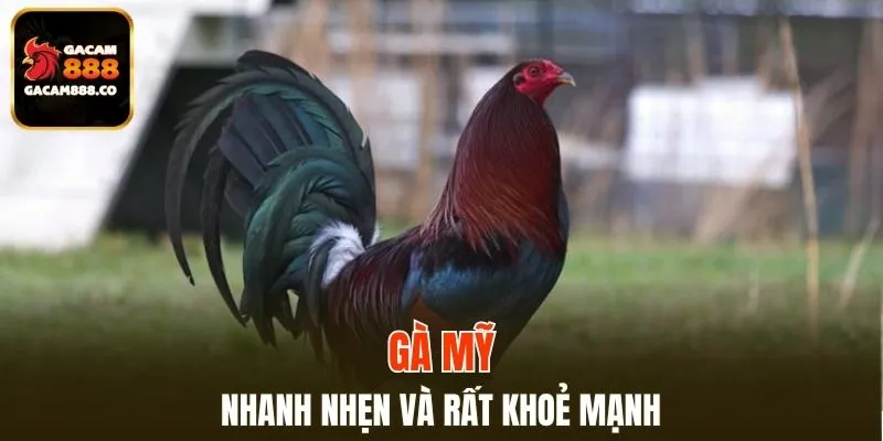 Gà Mỹ nhanh nhẹn và rất khoẻ mạnh