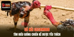 Gà Nòi