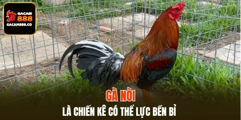 Gà nòi là chiến kê có thể lực bền bỉ
