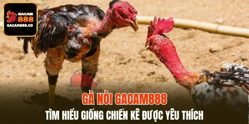 Gà Nòi
