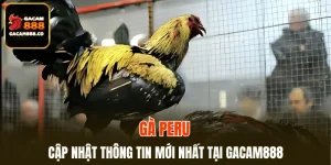 Gà Peru