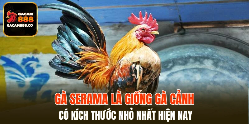 Gà Serama giống gà cảnh có kích thước nhỏ nhất hiện nay