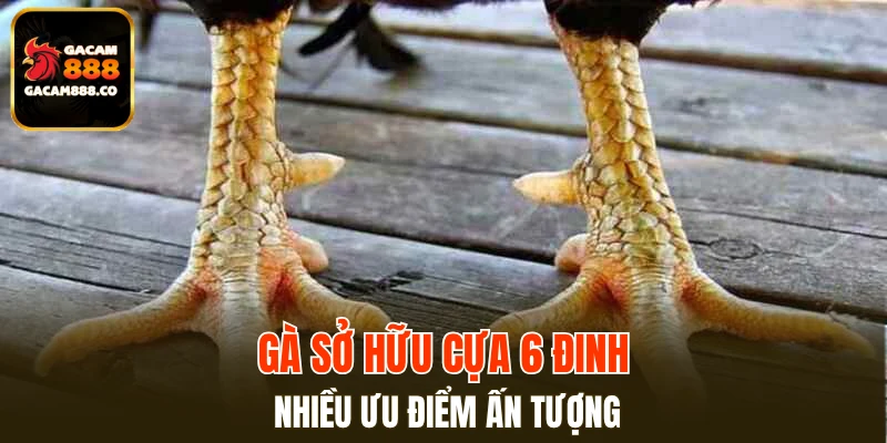 Gà sở hữu cựa 6 đinh nhiều ưu điểm ấn tượng