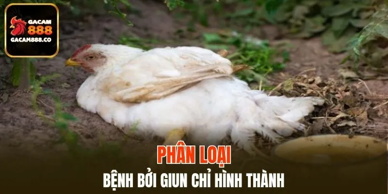 Gây ra bởi giun chỉ