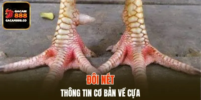Giải mã thông tin về cựa chỉ địa