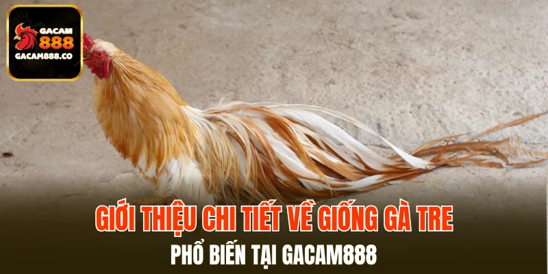 Giới thiệu chi tiết về giống gà tre phổ biến tại GACAM888