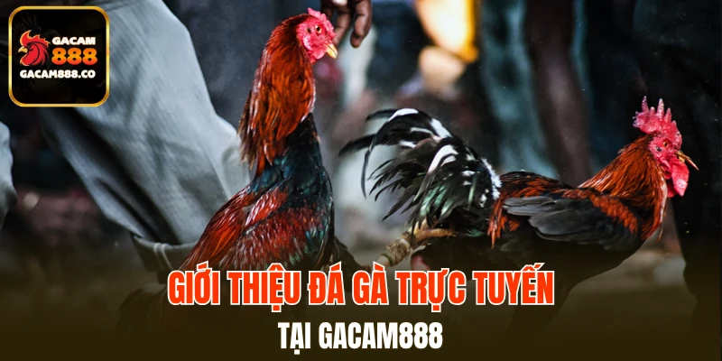 Giới thiệu đá gà trực tuyến tại GACAM888