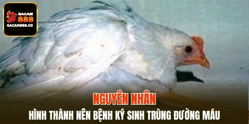 Giới thiệu nguồn gốc sinh bệnh