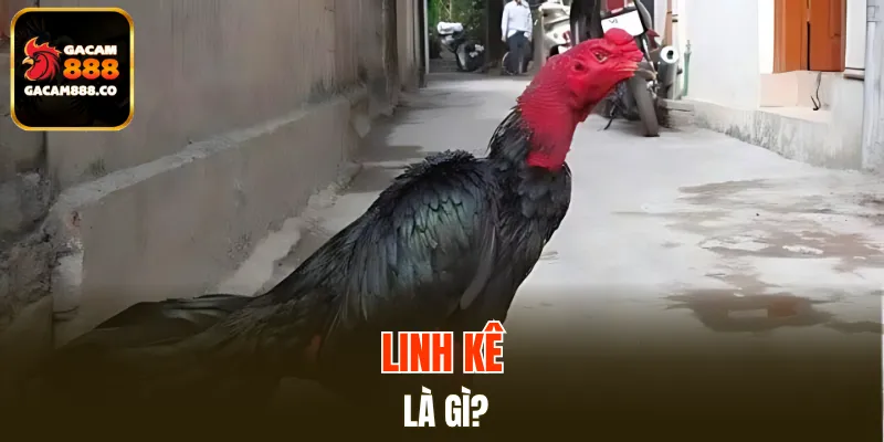Giới thiệu qua về cách nhận biết gà chọi linh kê cho tân binh
