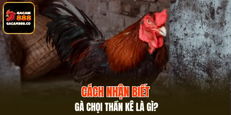 Giới thiệu qua về cách nhận diện dũng tướng mạnh nhất hiện nay