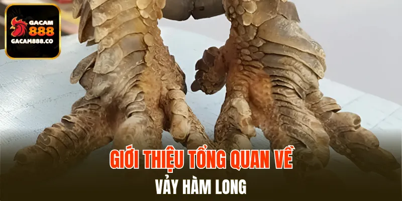 Giới thiệu tổng quan về vảy Hàm Long