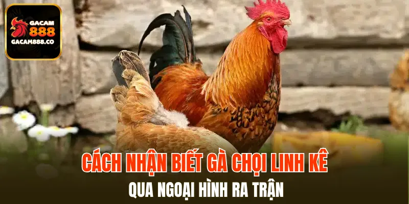 Gương chiếu hồn của mọi linh kê