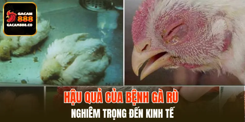 Hậu quả của bệnh gà rù nghiêm trọng đến kinh tế