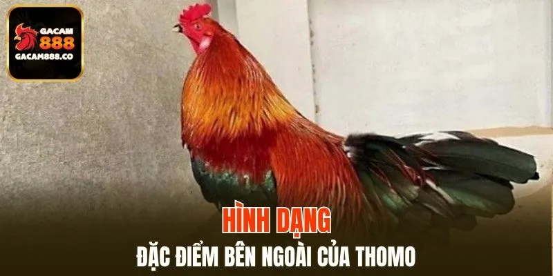 Hình dạng của chiến kê