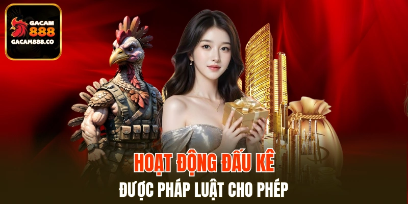 Hoạt động đá gà đúng quy định pháp luật và được công nhận